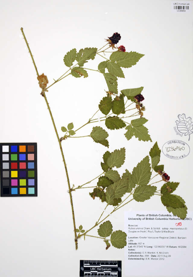 Слика од Rubus ursinus Cham. & Schltdl.