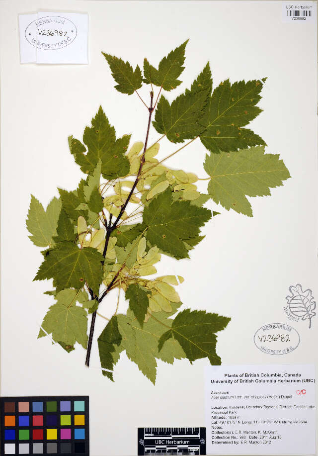 Image of Rocky Mountain maple