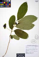 Imagem de Lonicera involucrata (Richards.) Banks ex Spreng.