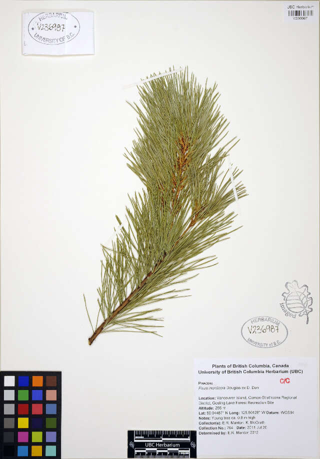 Image of western white pine