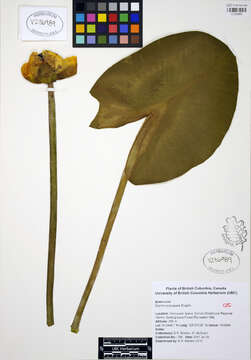 Слика од Nuphar polysepalum Engelm.