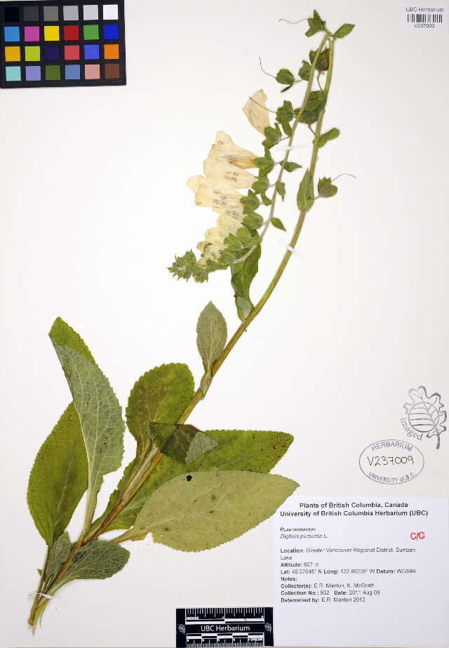 Image of Foxglove