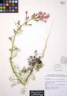 Image of Scarlet Gilia