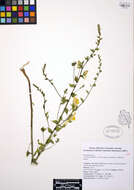 Image de Linaria genistifolia (L.) Mill.