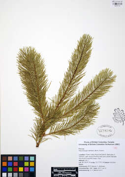 Image of Douglas Fir