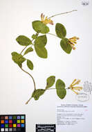 Image of Orange Honeysuckle