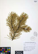 Image of lodgepole pine