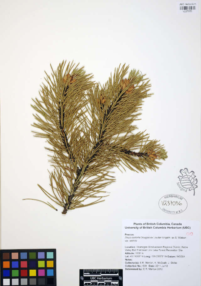 Pinus contorta Douglas ex Loudon resmi