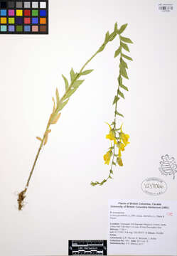 Image de Linaria genistifolia (L.) Mill.