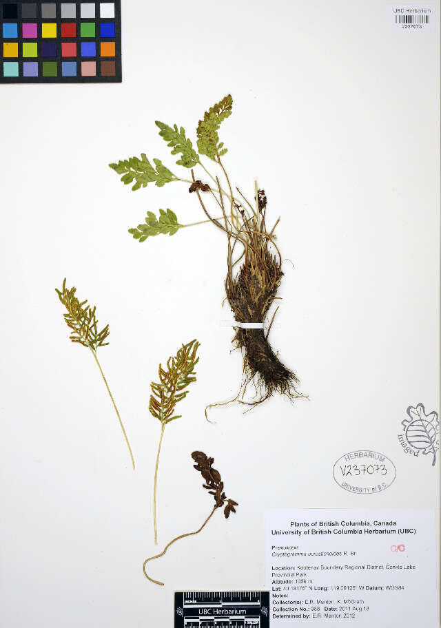 Cryptogramma acrostichoides R. Br. apud Richards. resmi