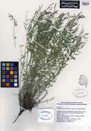 Image of timber milkvetch