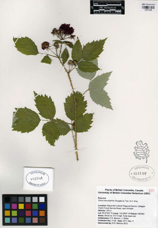 Image de Rubus leucodermis Dougl. ex Hook.