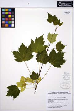 Image of Rocky Mountain maple