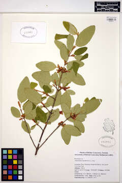 Image of russet buffaloberry