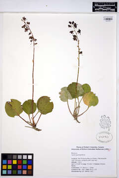 Image of liverleaf wintergreen