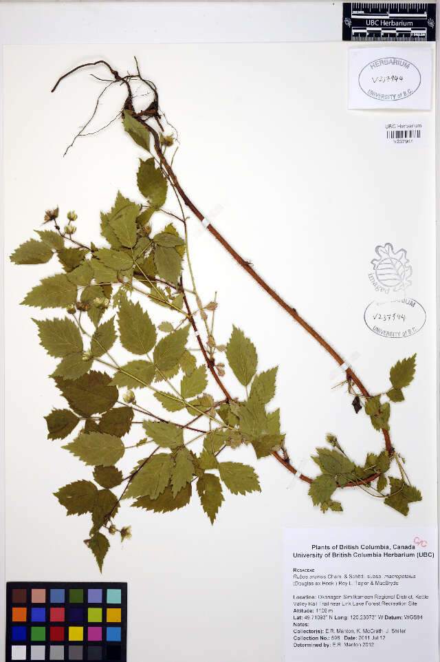 Слика од Rubus ursinus Cham. & Schltdl.