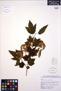 Слика од Physocarpus capitatus (Pursh) Kuntze