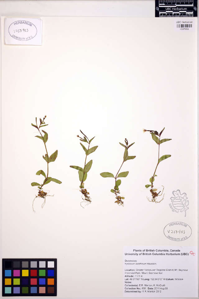 Imagem de Epilobium lactiflorum Hausskn.