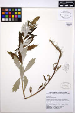 Image of coastal wormwood