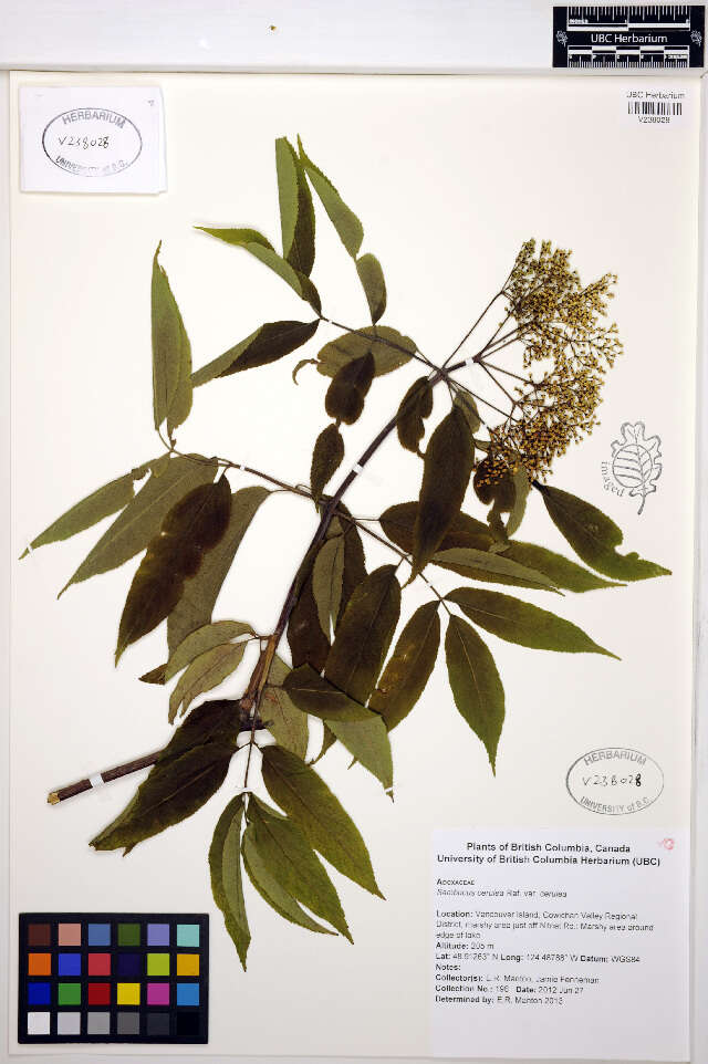 Image of Sambucus caerulea