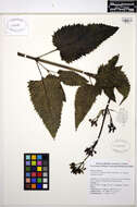 Scrophularia californica Cham. & Schltdl. resmi