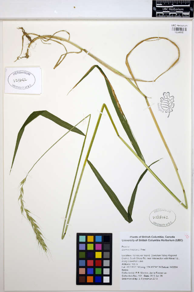 Imagem de Elymus hirsutus J. Presl