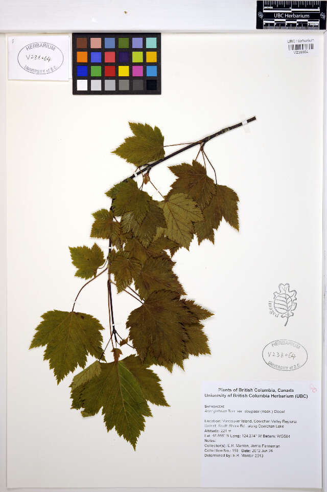 Image of Rocky Mountain maple