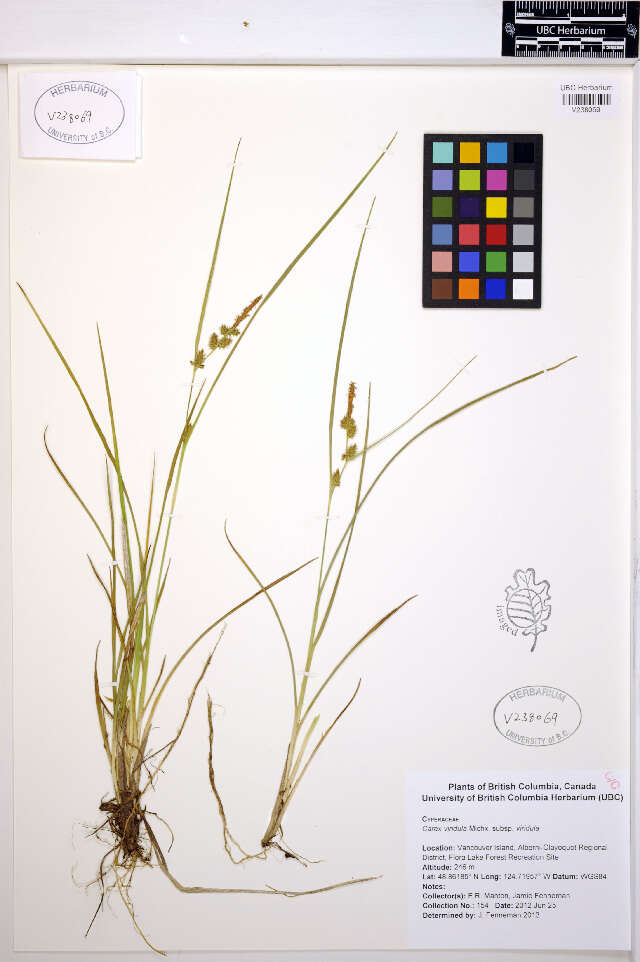 Image of Carex viridula