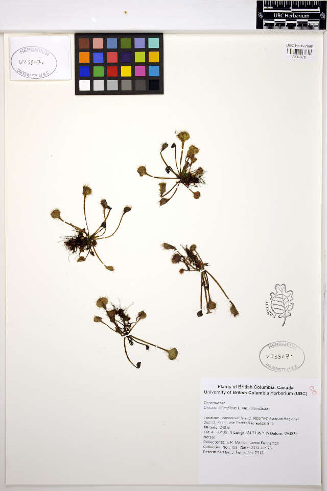 Imagem de Drosera rotundifolia L.