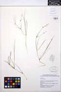 Juncus bulbosus L. resmi