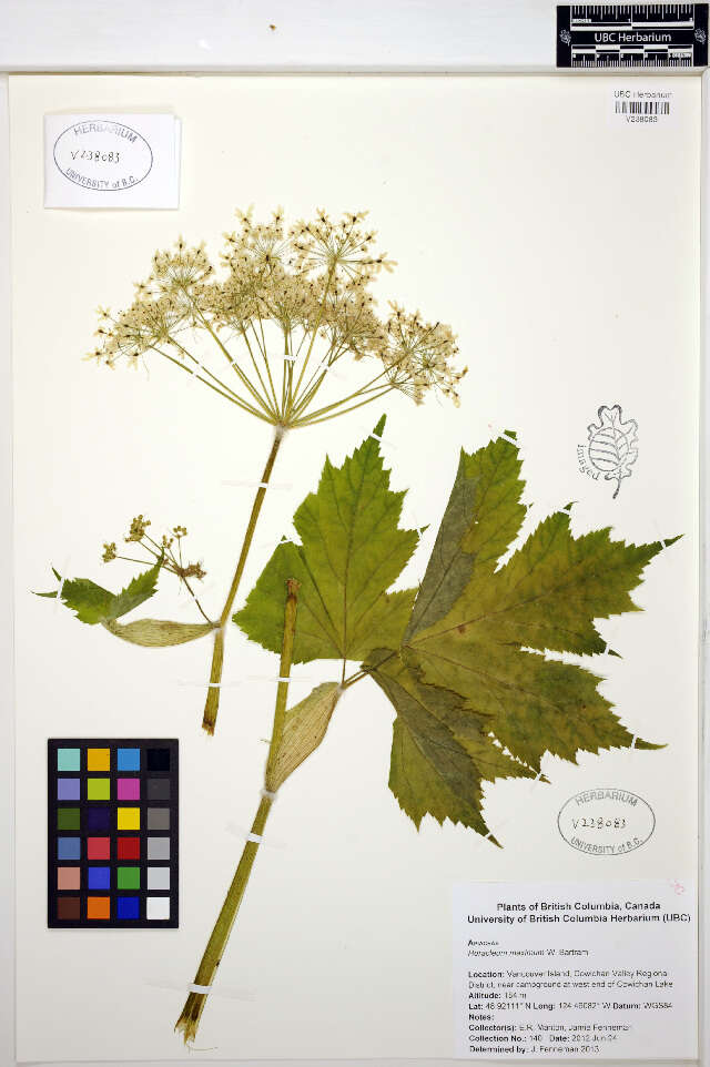 Image of American Cow-Parsnip