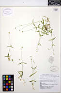 Image of longstalk starwort