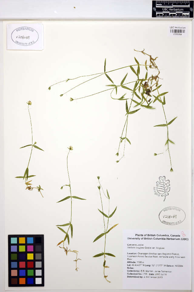 Image of longstalk starwort