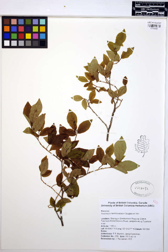 Image of thinleaf huckleberry