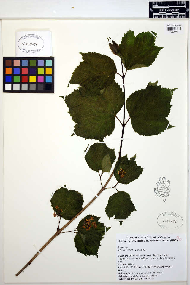 Imagem de Viburnum edule (Michx.) Raf.