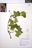 Image de Ribes laxiflorum Pursh