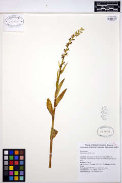 Image of Slender bog orchid