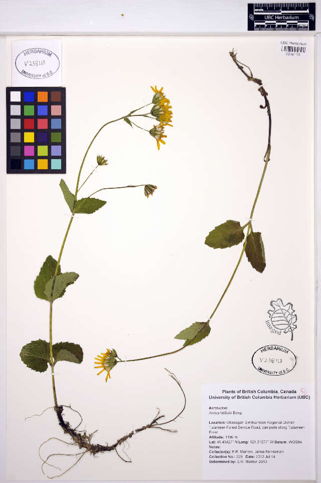 Image de Arnica latifolia Bongard