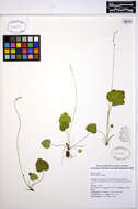 Image of threeparted miterwort