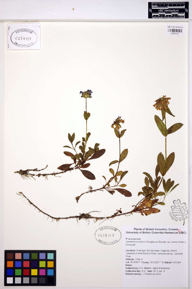Image of littleflower penstemon
