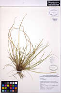 Image of Ross' Sedge