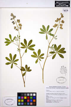 Image of broadleaf lupine