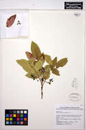 Image of Hollyleaved barberry