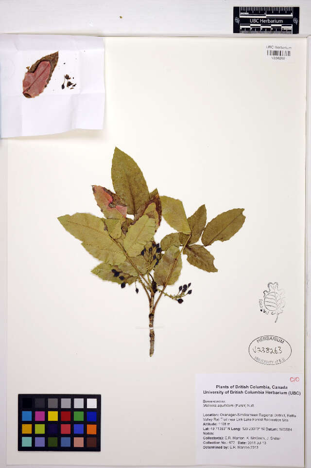 Image of Hollyleaved barberry