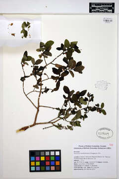 Image of thinleaf huckleberry