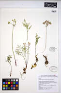 Image of Geyer's biscuitroot