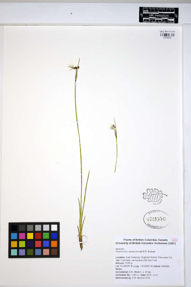 Sisyrinchium septentrionale E. P. Bicknell的圖片