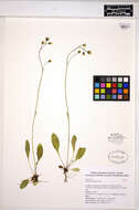 Слика од Hieracium graciliusculum (Zahn) Omang