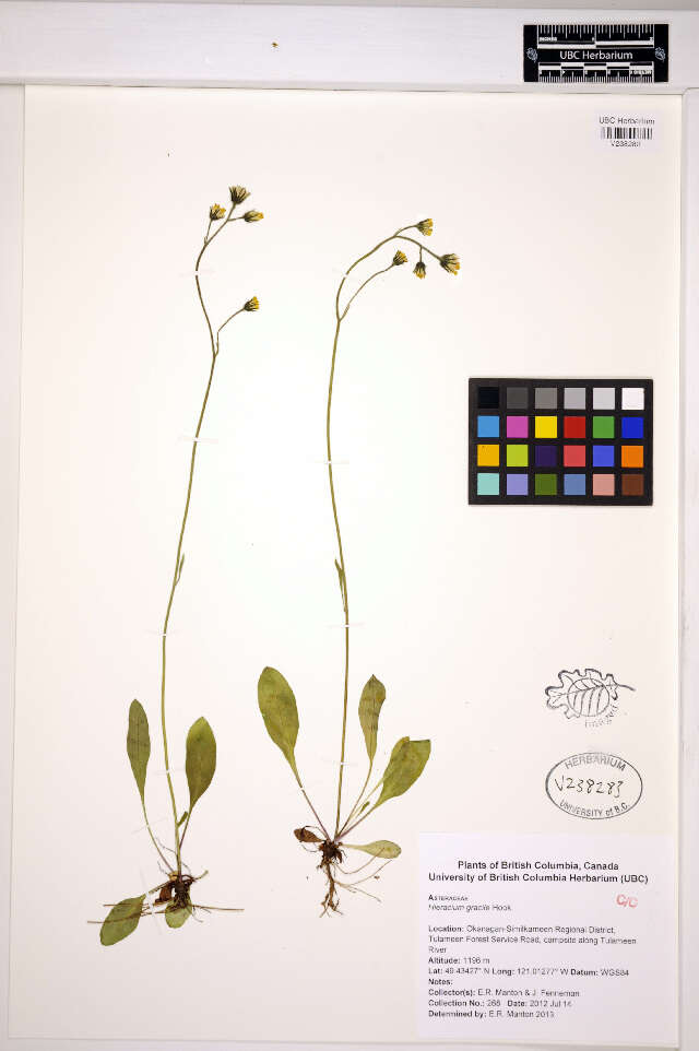 Слика од Hieracium graciliusculum (Zahn) Omang