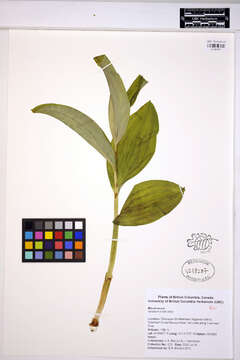 Image of False Hellebore